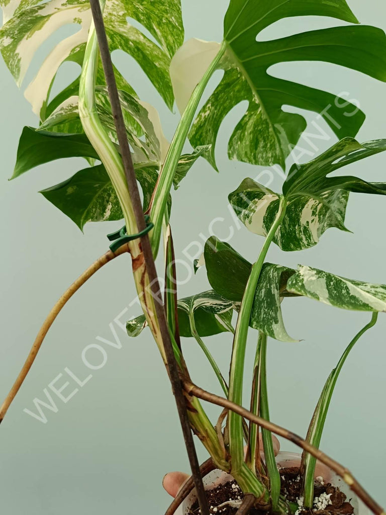 Monstera variegata albo