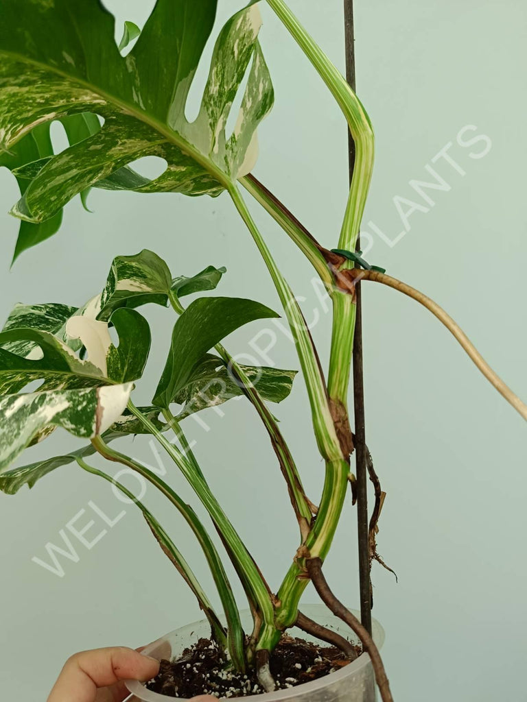 Monstera variegata albo