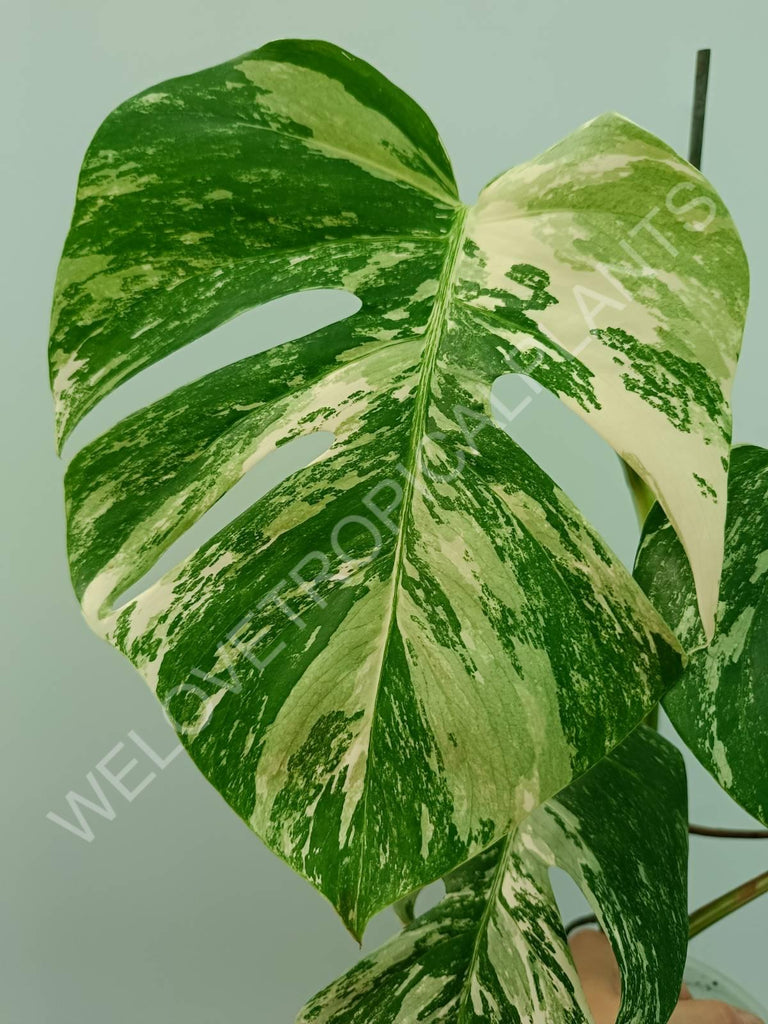 Monstera variegata albo