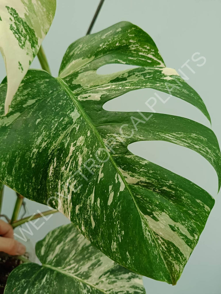 Monstera variegata albo