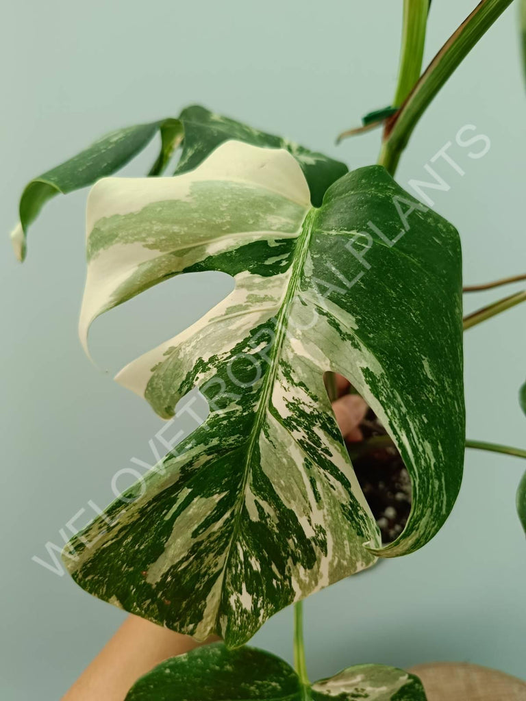 Monstera variegata albo