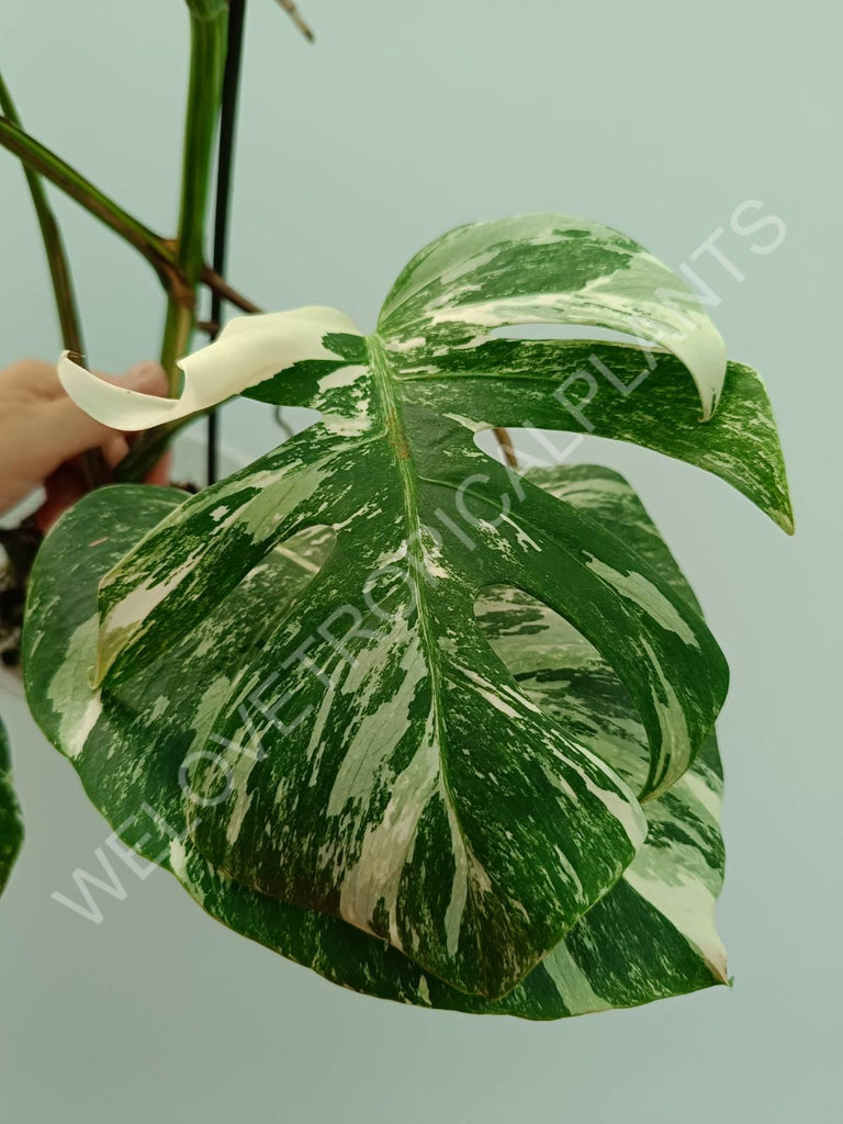 Monstera variegata albo