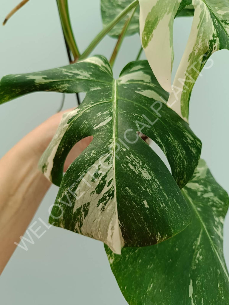 Monstera variegata albo