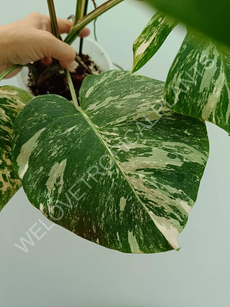 Monstera variegata albo