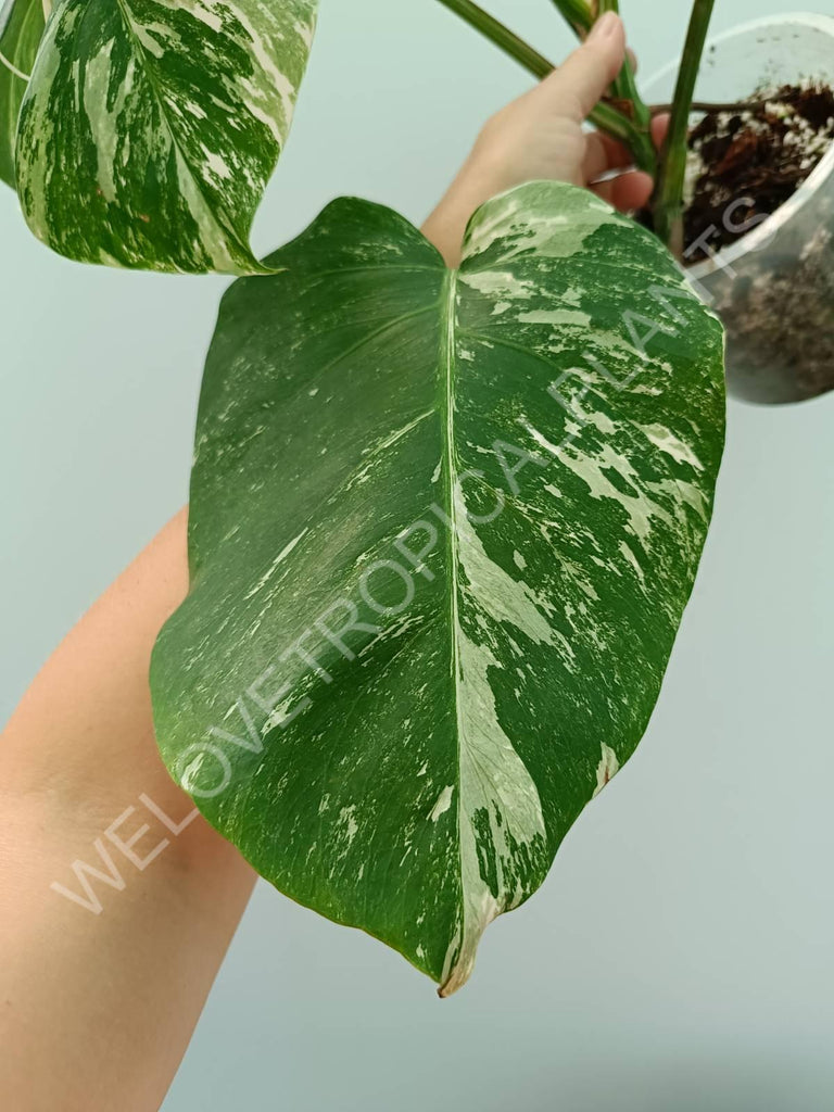 Monstera variegata albo