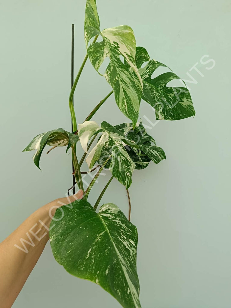 Monstera variegata albo