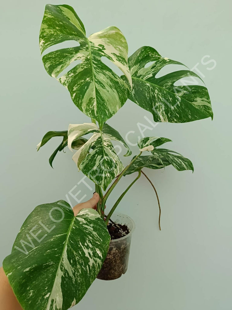 Monstera variegata albo