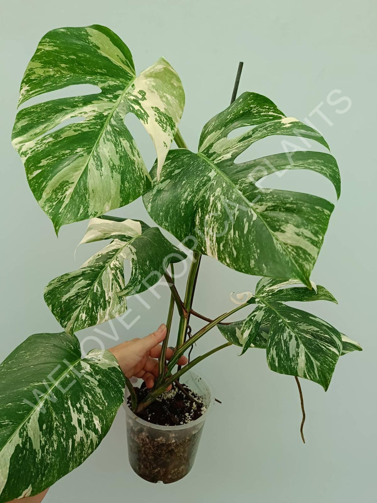 Monstera variegata albo