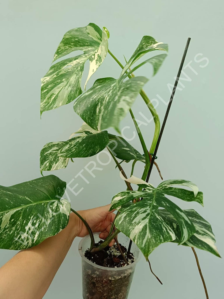 Monstera variegata albo