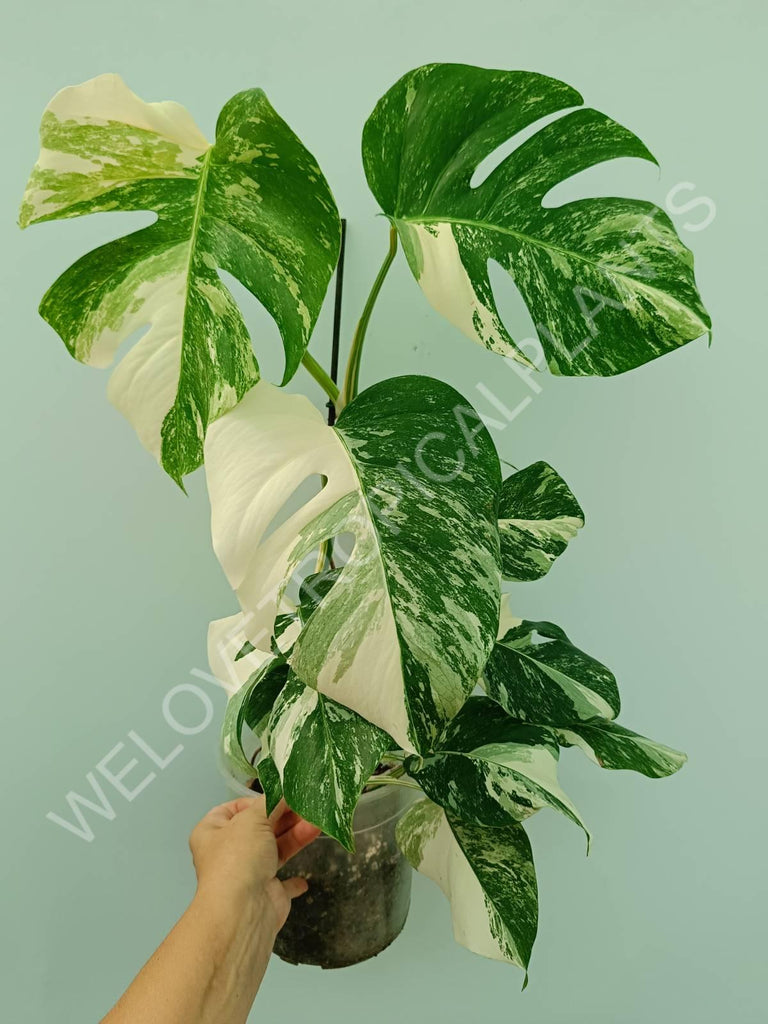 Monstera variegata albo HALFMOON