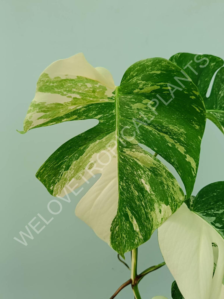 Monstera variegata albo HALFMOON