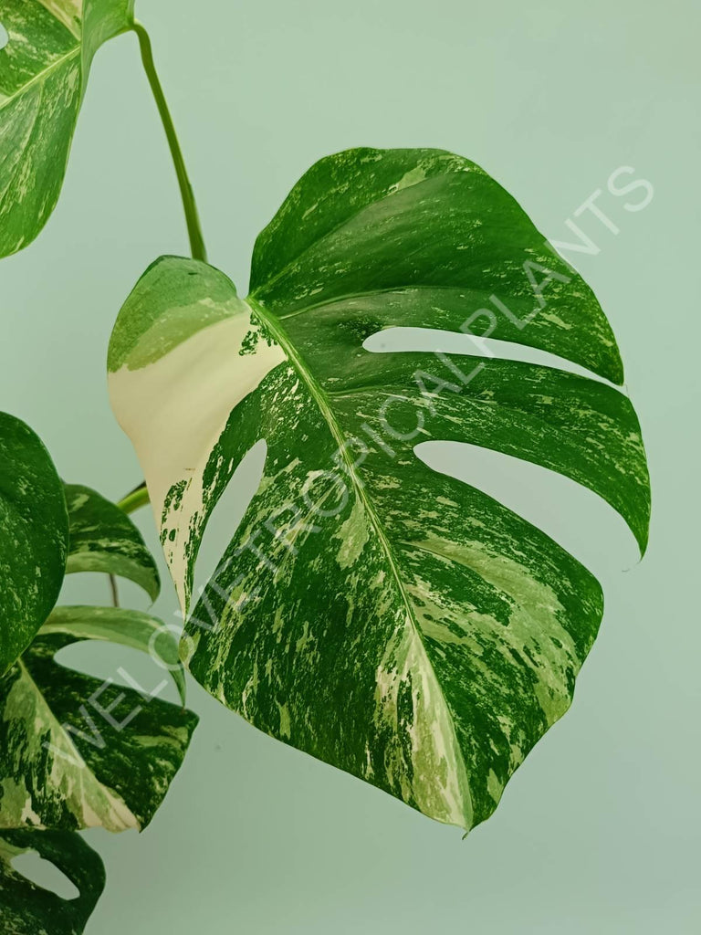 Monstera variegata albo HALFMOON