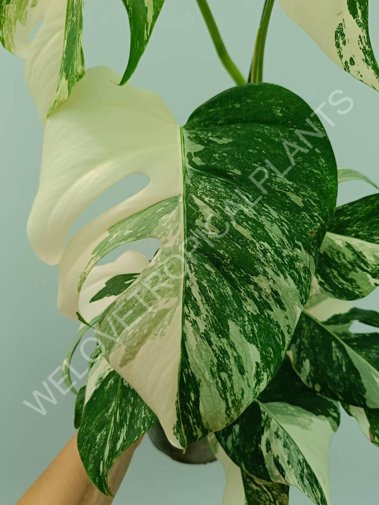 Monstera variegata albo HALFMOON