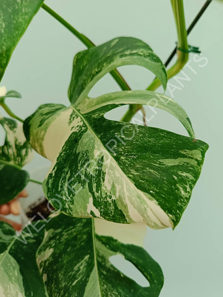 Monstera variegata albo HALFMOON