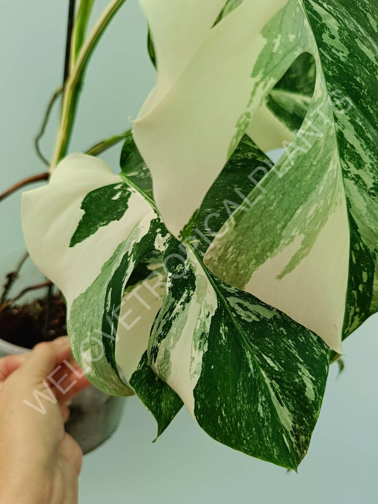 Monstera variegata albo HALFMOON