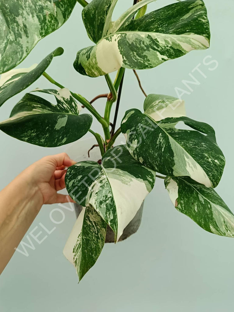 Monstera variegata albo HALFMOON