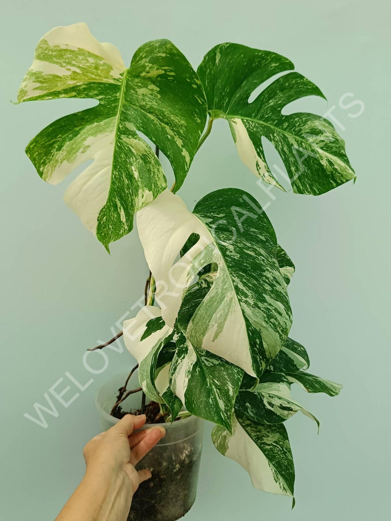 Monstera variegata albo 