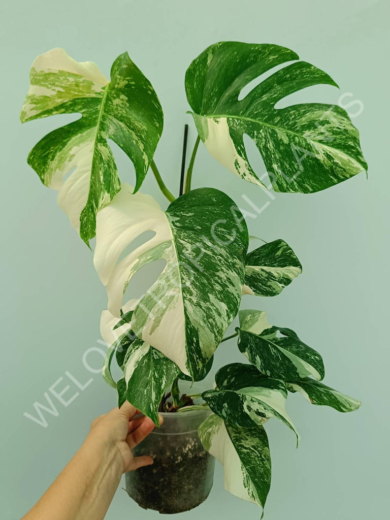 Monstera variegata albo 