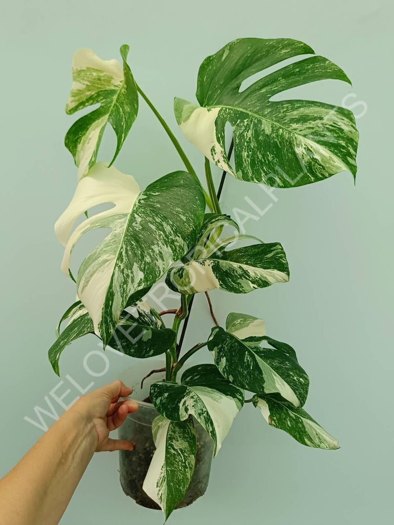 Monstera variegata albo 