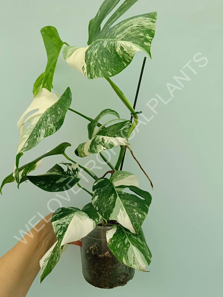 Monstera variegata albo 