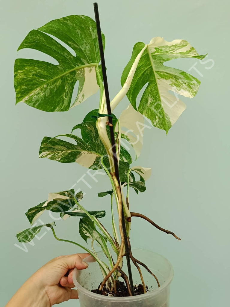 Monstera variegata albo 