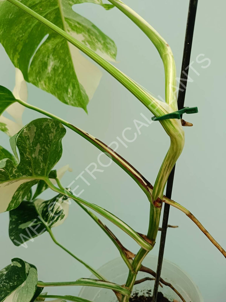 Monstera variegata albo 