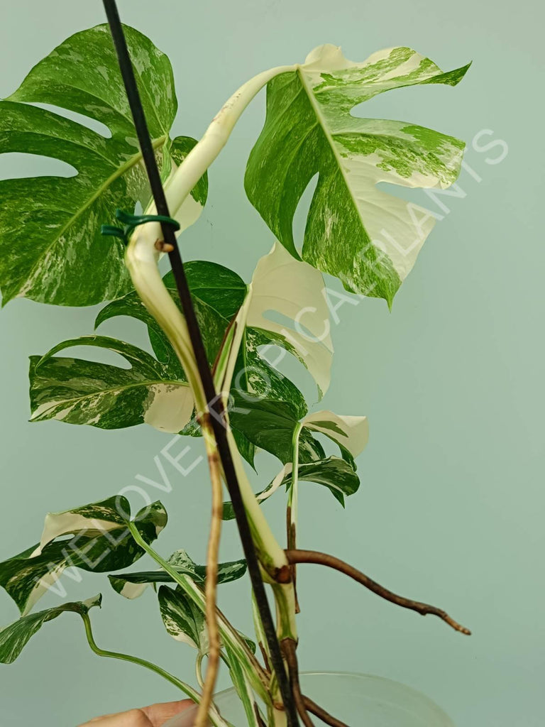 Monstera variegata albo 