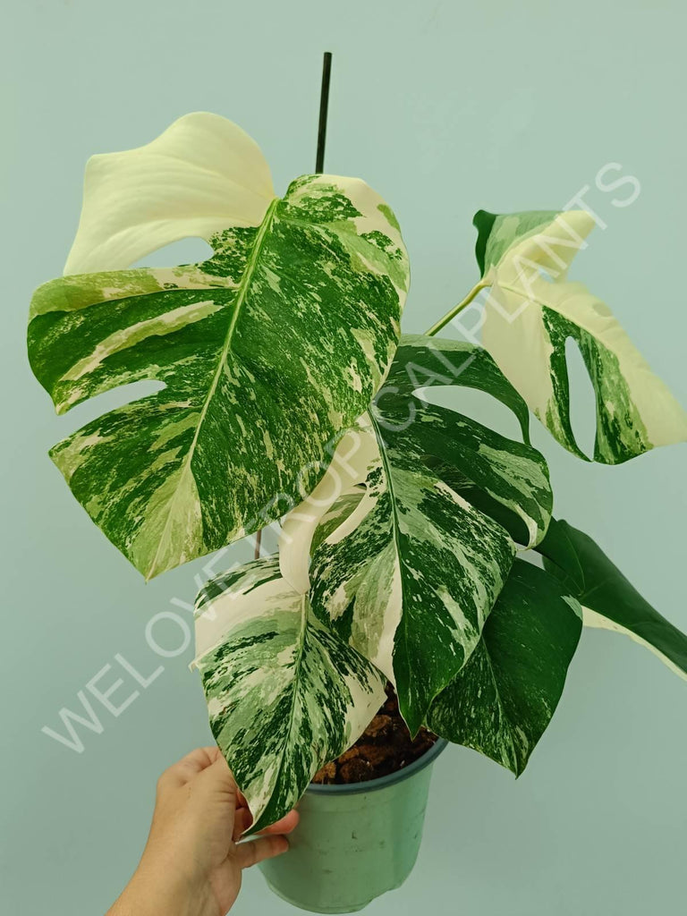 Monstera variegata albo 