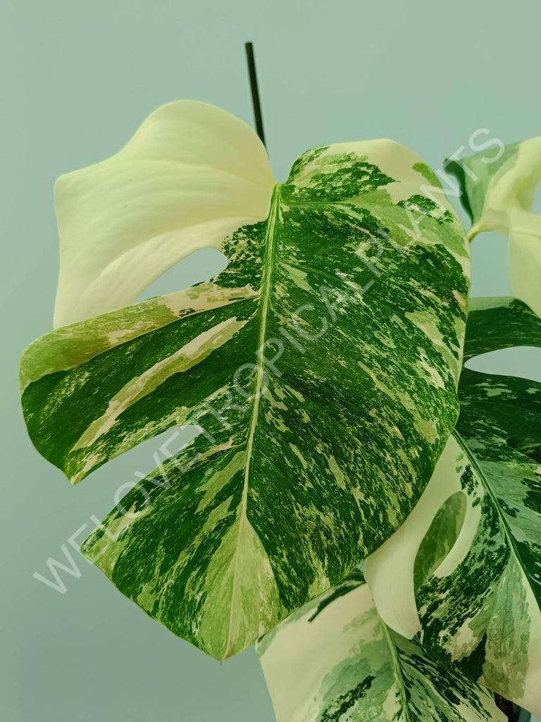 Monstera variegata albo 