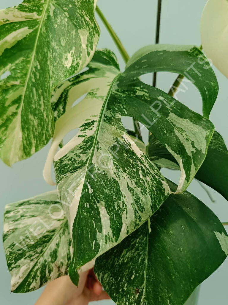 Monstera variegata albo 