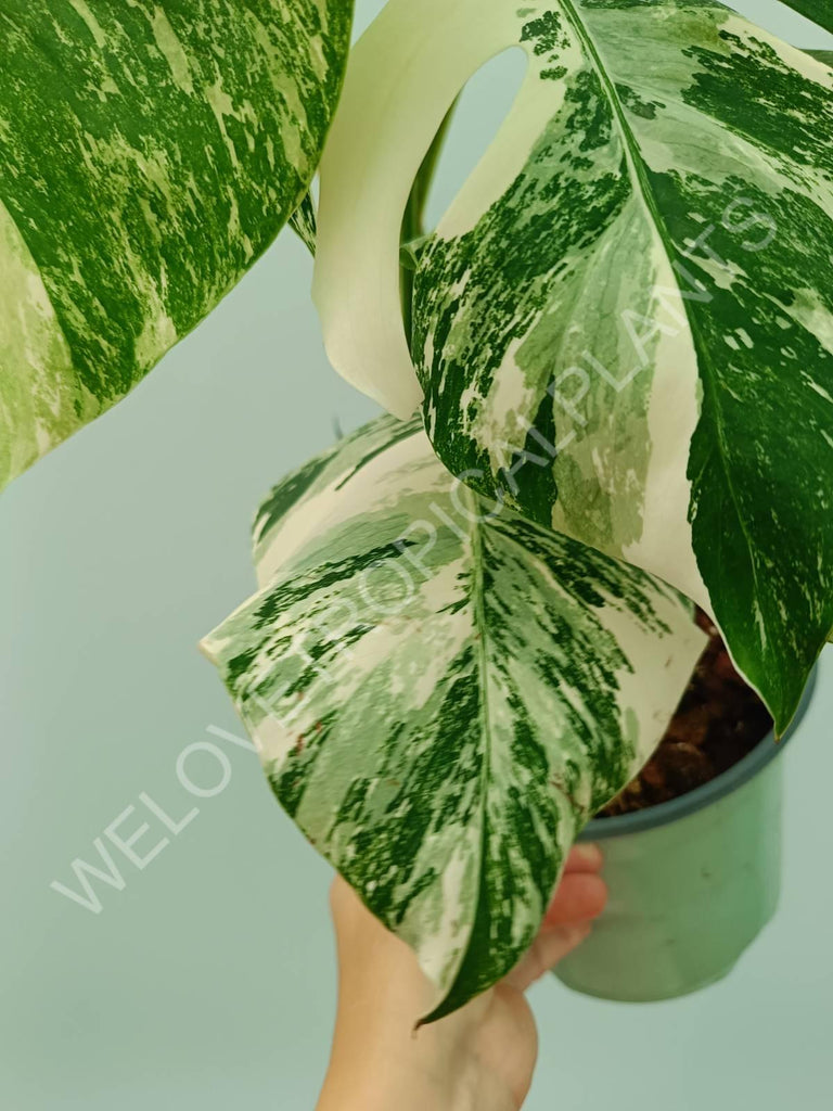 Monstera variegata albo 