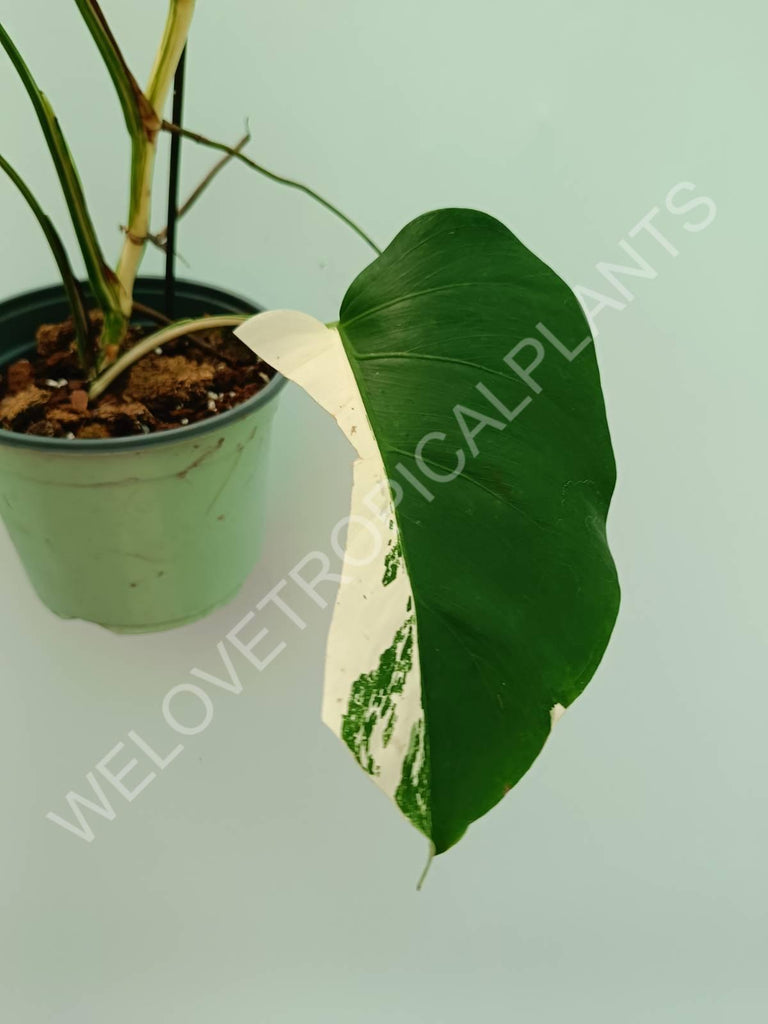 Monstera variegata albo 