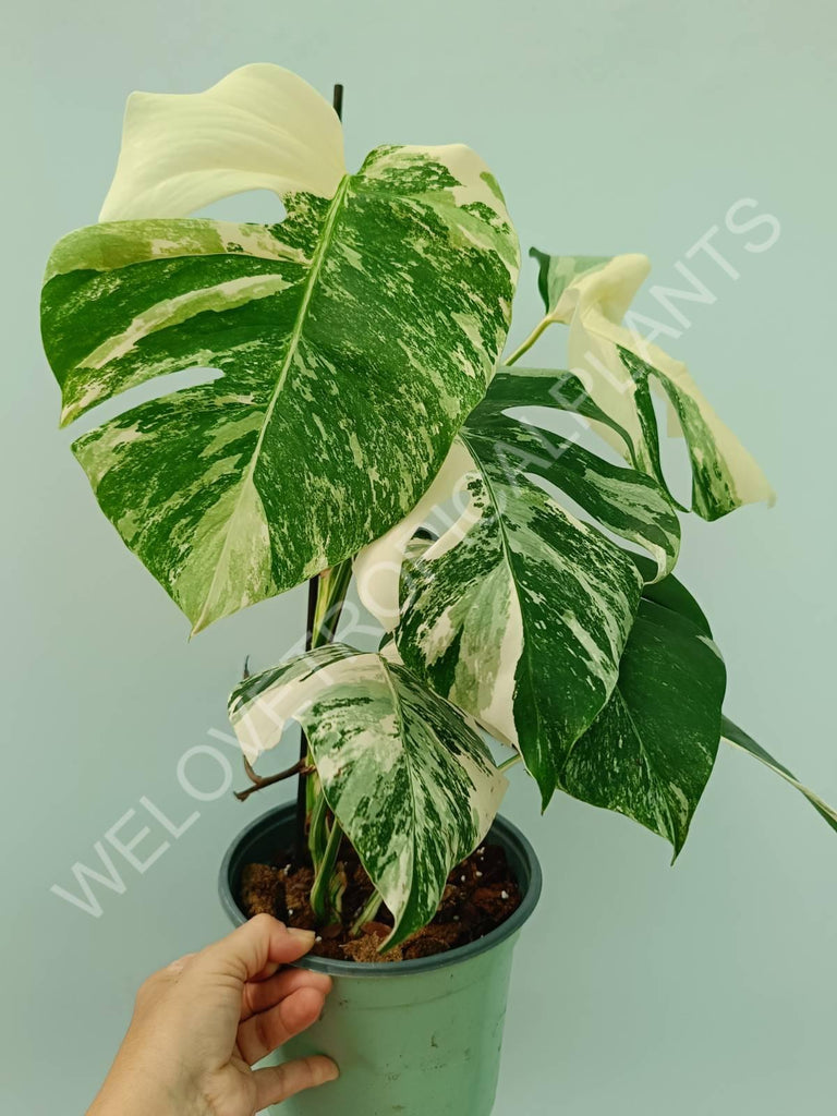 Monstera variegata albo 