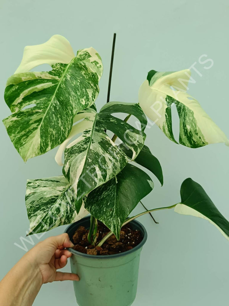 Monstera variegata albo 