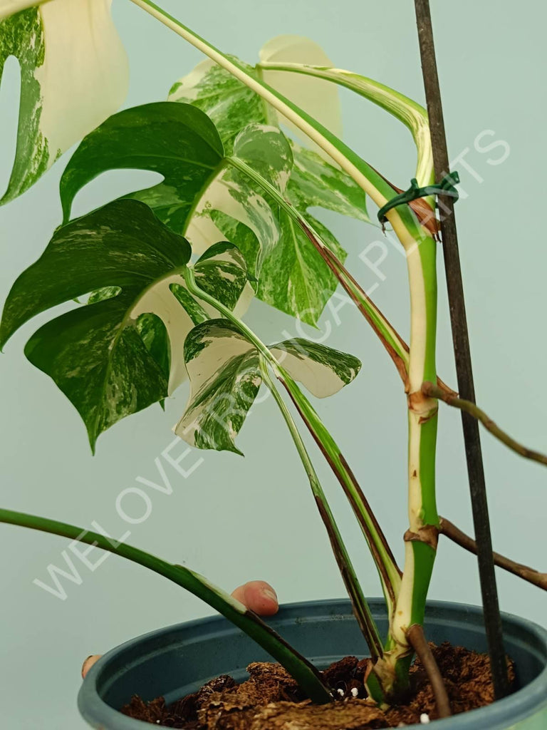 Monstera variegata albo 