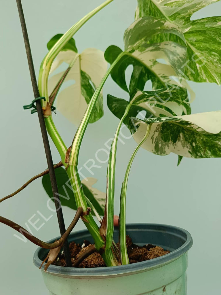 Monstera variegata albo 