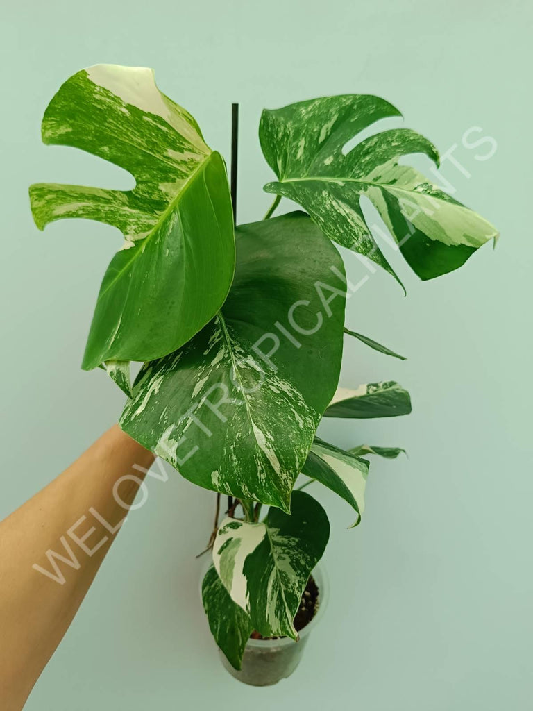 Monstera variegata albo