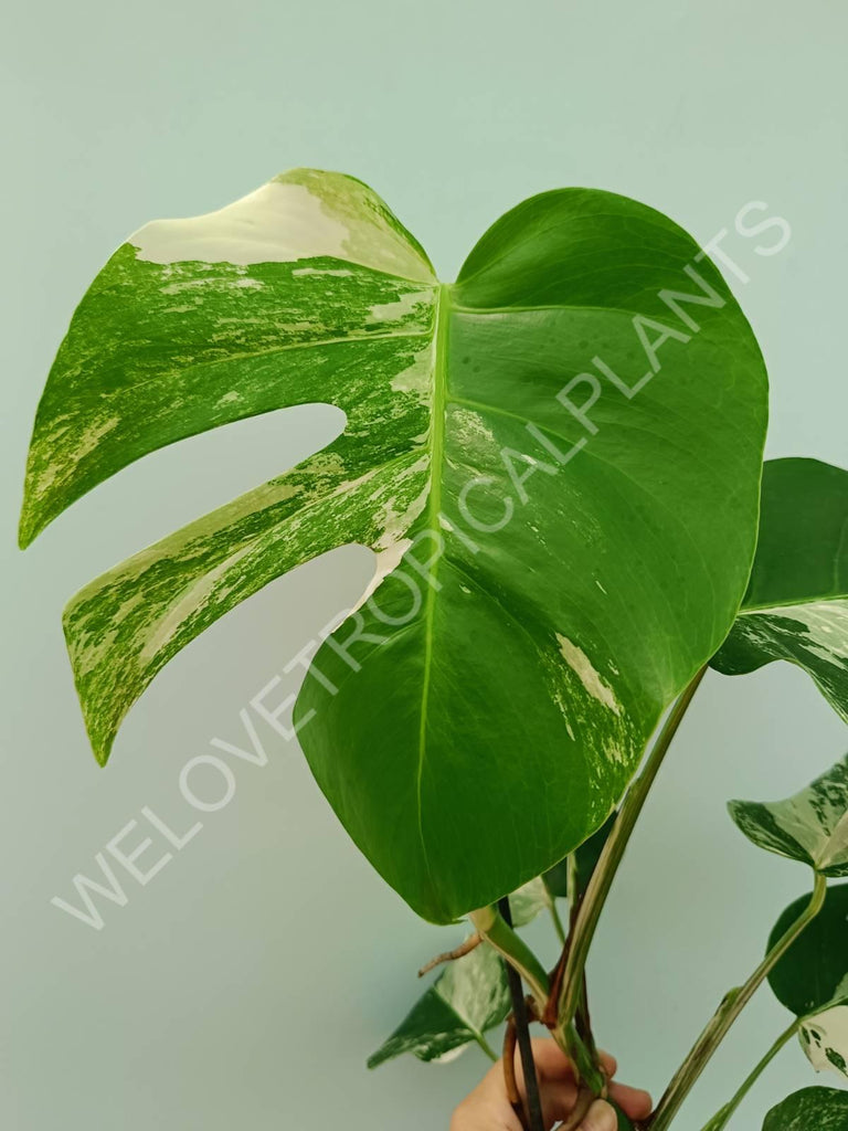 Monstera variegata albo