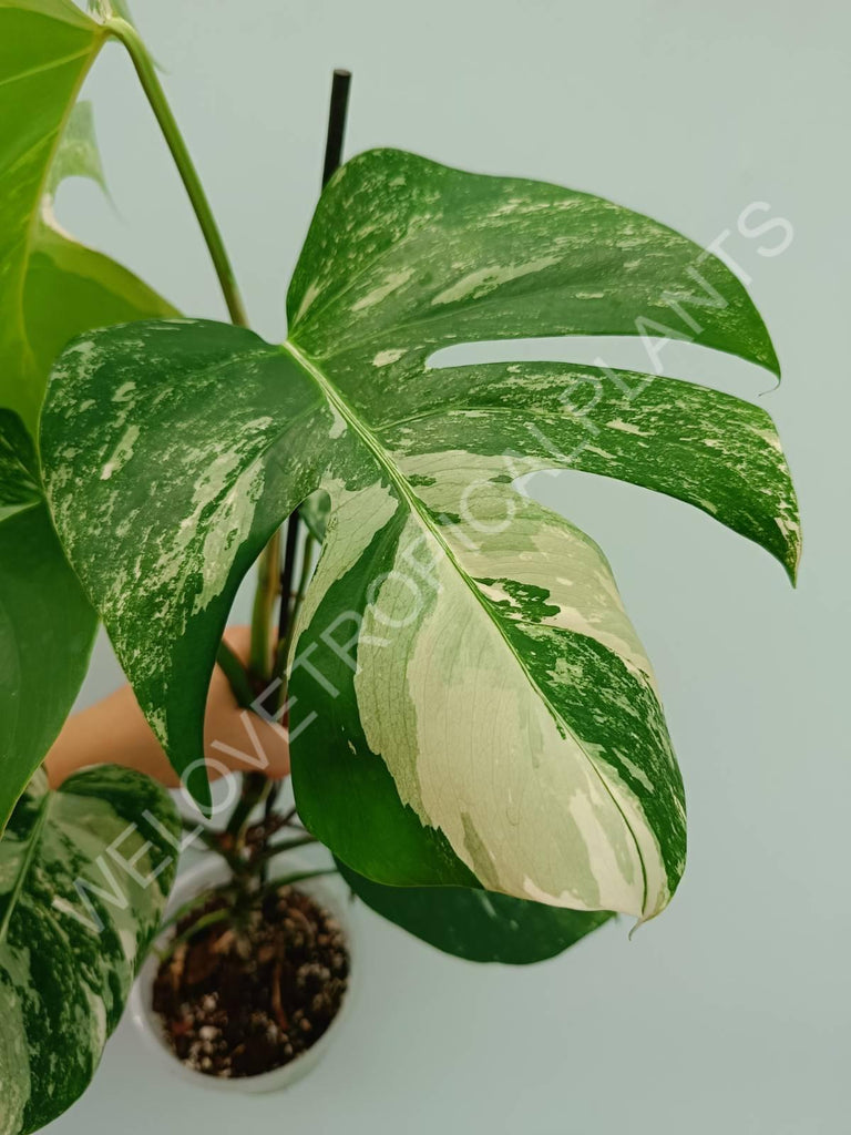 Monstera variegata albo