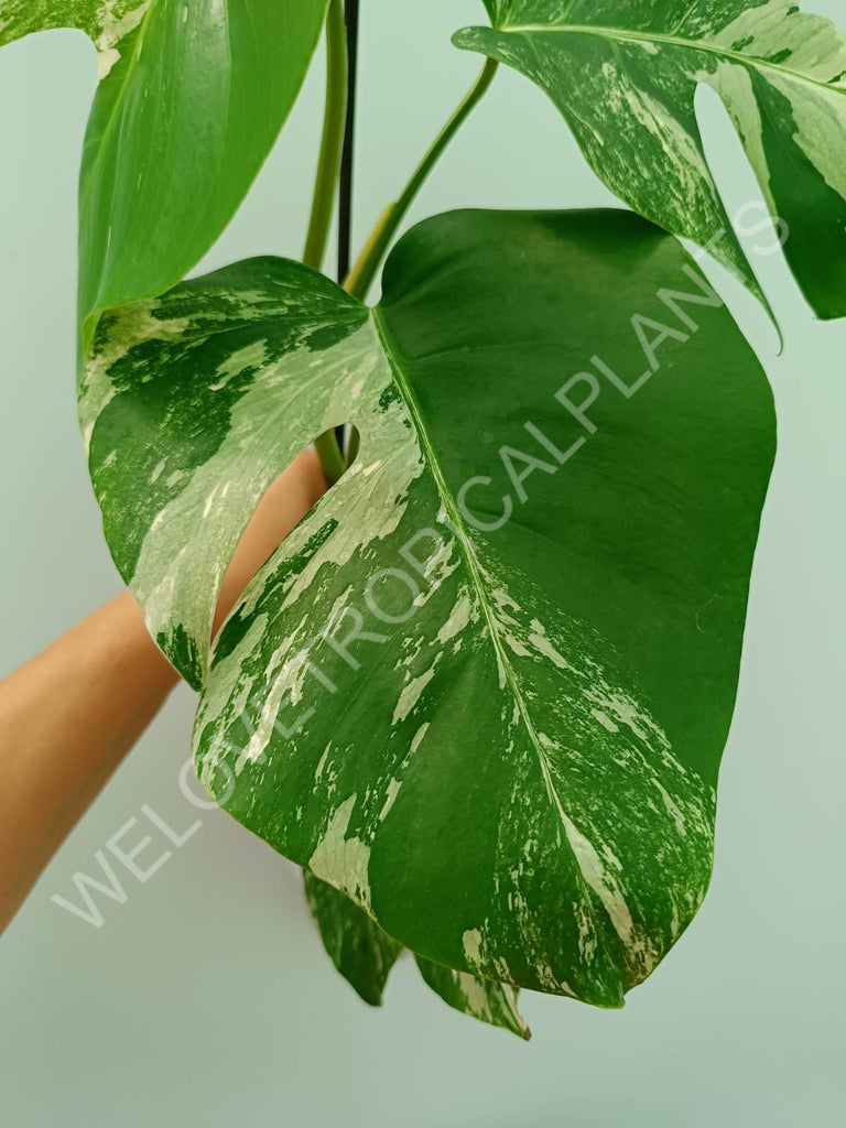 Monstera variegata albo