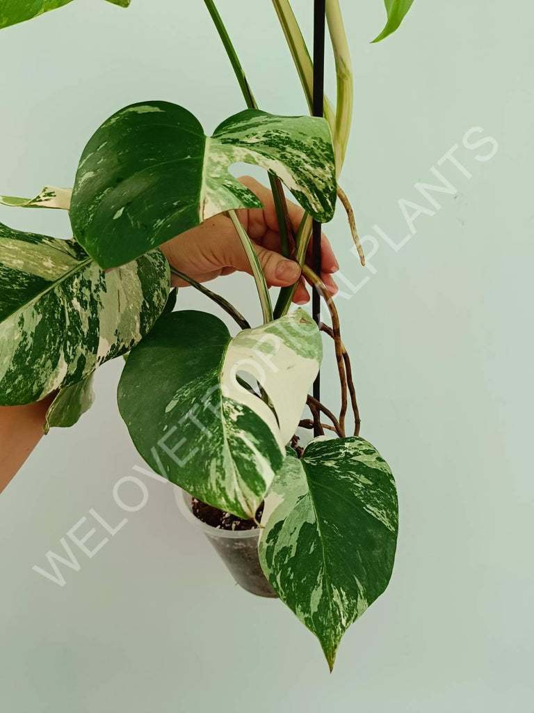 Monstera variegata albo