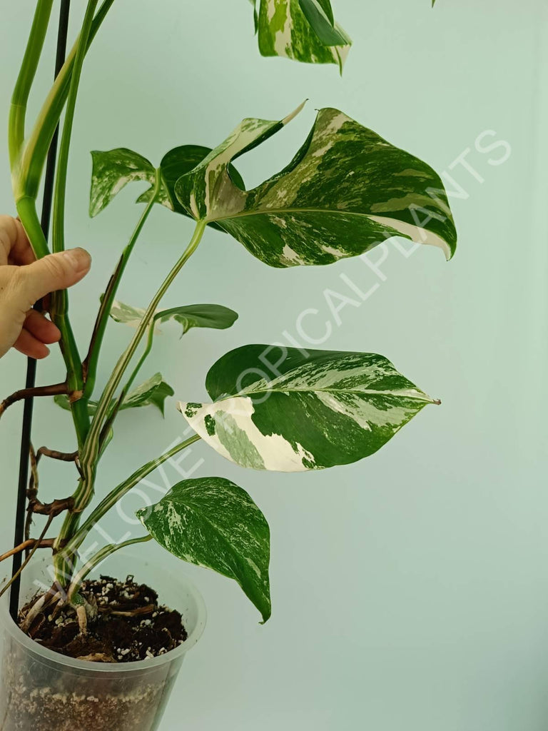 Monstera variegata albo