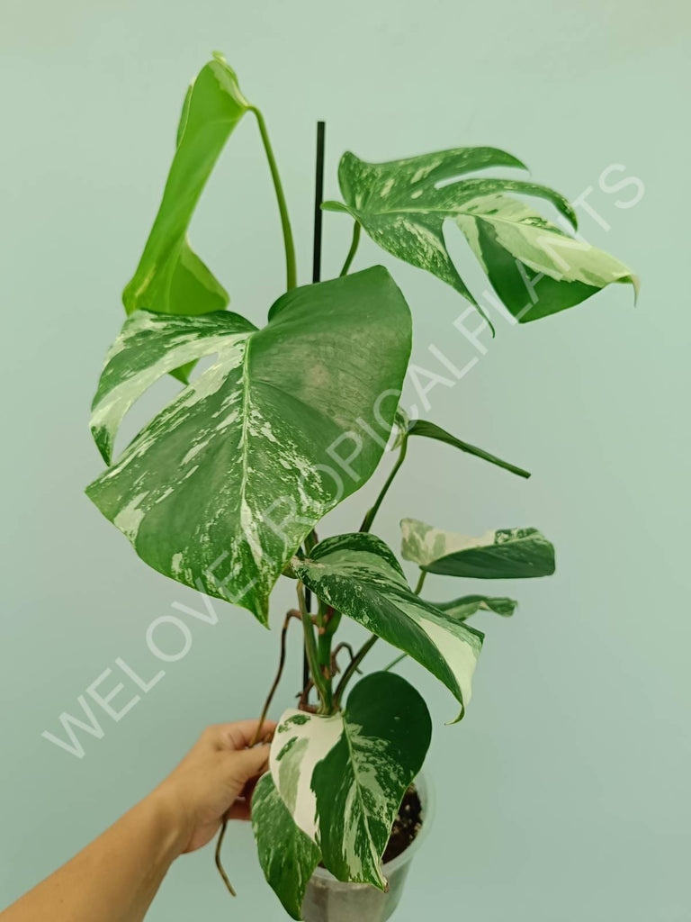 Monstera variegata albo