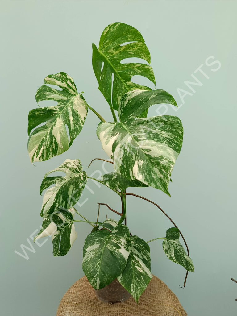 Monstera variegata albo