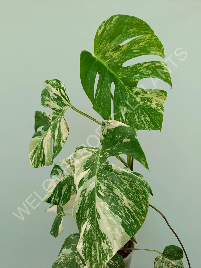 Monstera variegata albo