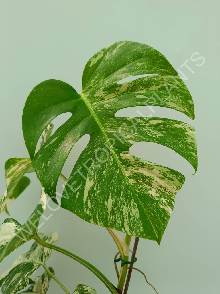 Monstera variegata albo