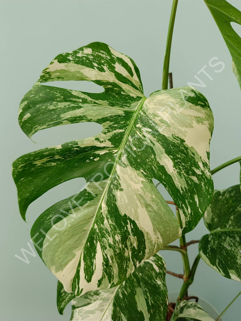 Monstera variegata albo