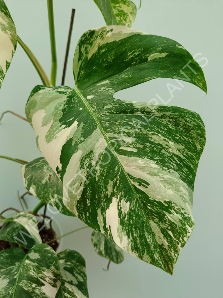 Monstera variegata albo