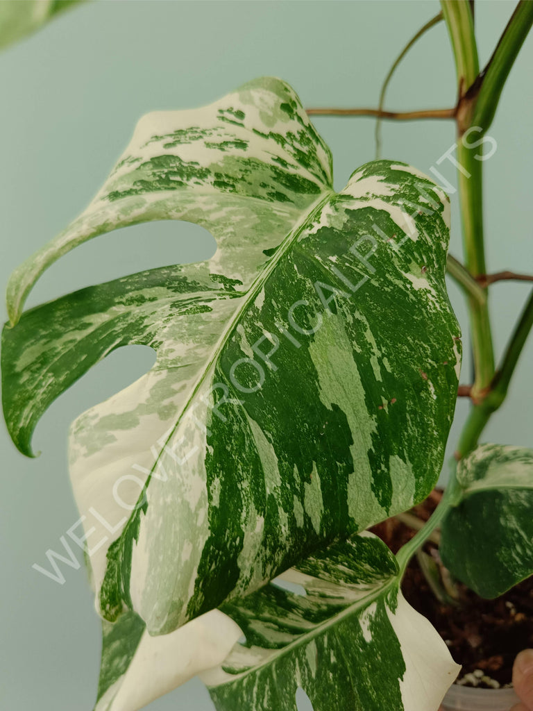 Monstera variegata albo