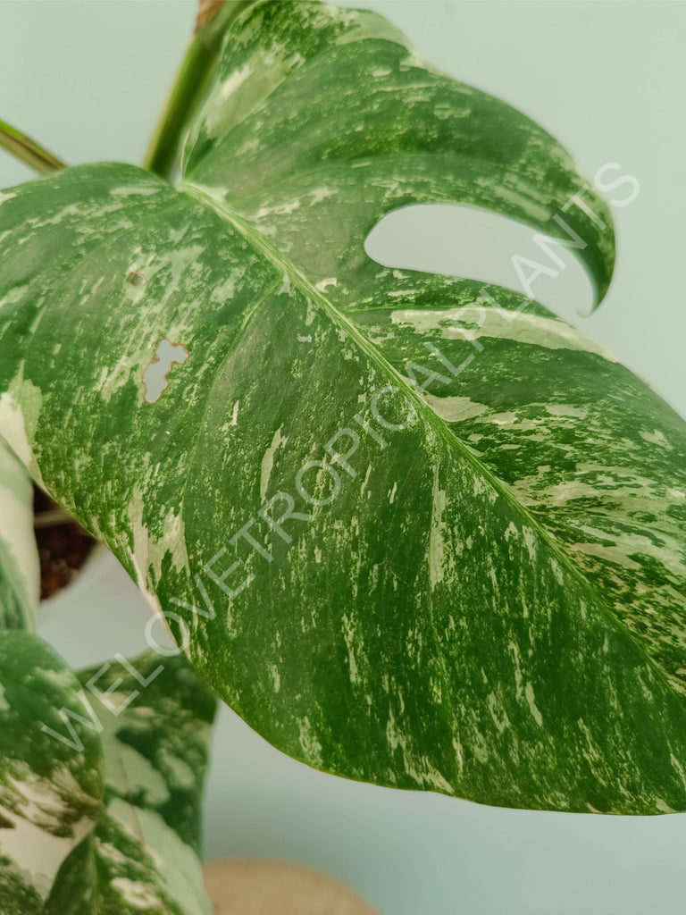 Monstera variegata albo